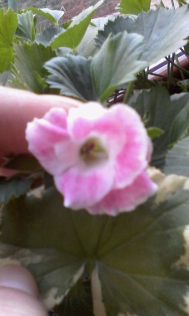 1490071422523-616060560 - 2017