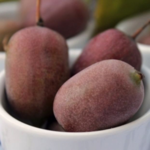 Red Jumbo - KIWI - Actinidia arguta - varietati rosii