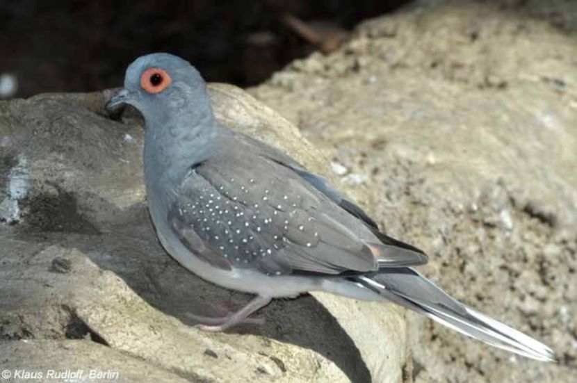 Turturele diamant - Cumpăr !!