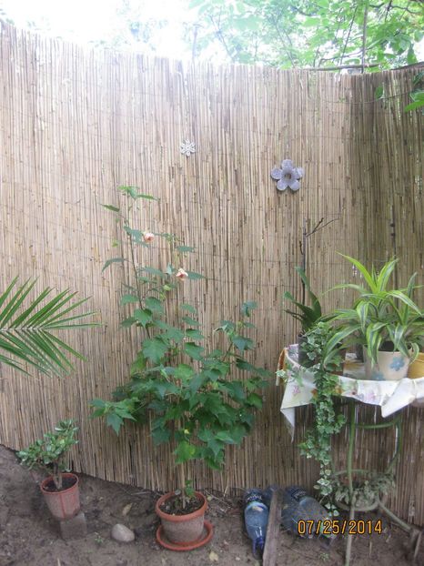 Abutilon portocaliu - Abutilon