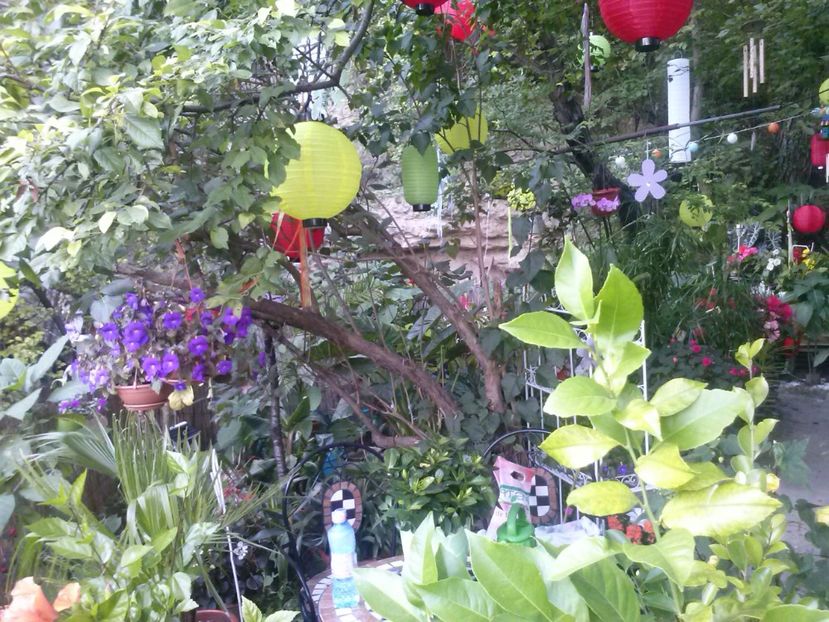 9 9  2016 - Achimenes