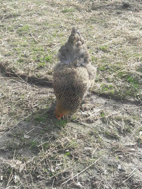  - Brahma potarnichiu 2017