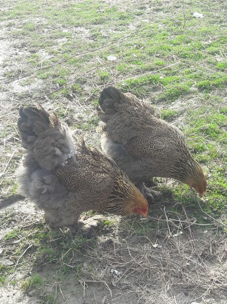  - Brahma potarnichiu 2017