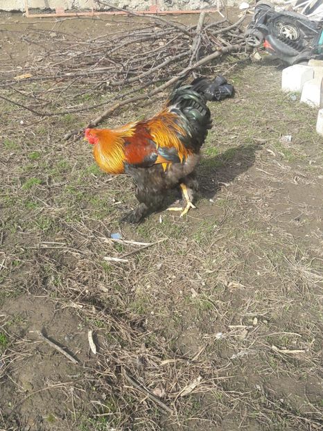  - Brahma potarnichiu 2017