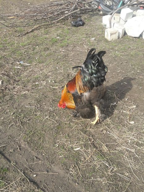  - Brahma potarnichiu 2017