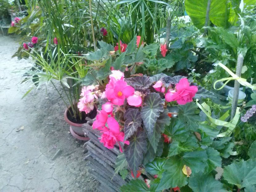9 9  2016 012 - Begonile mele