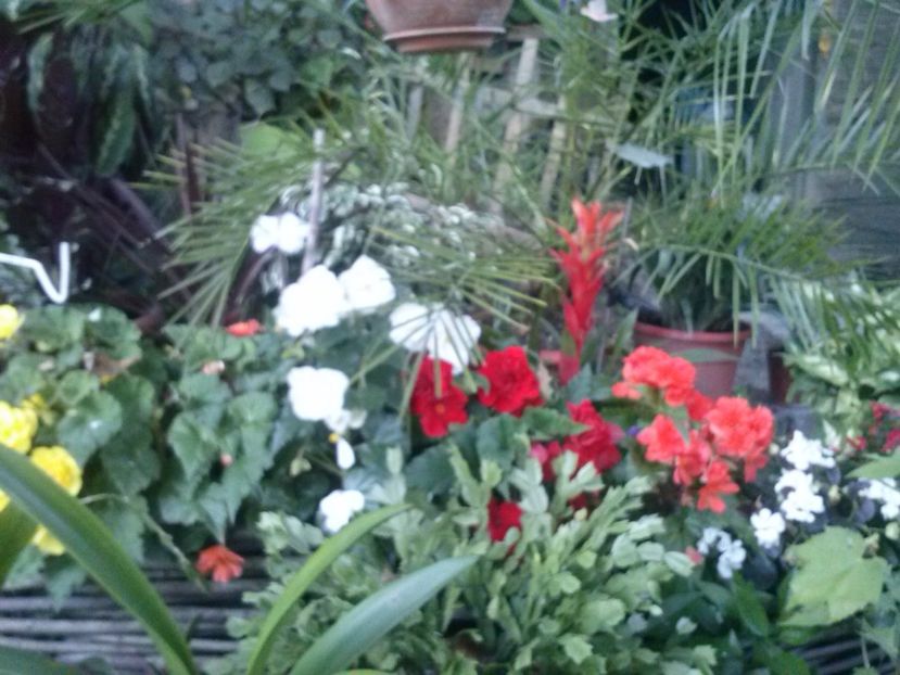 9 9  2016 015 - Begonile mele
