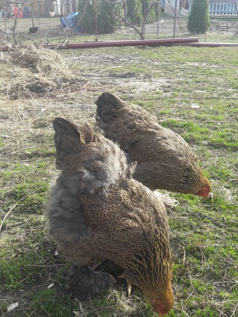  - Brahma potarnichiu 2017