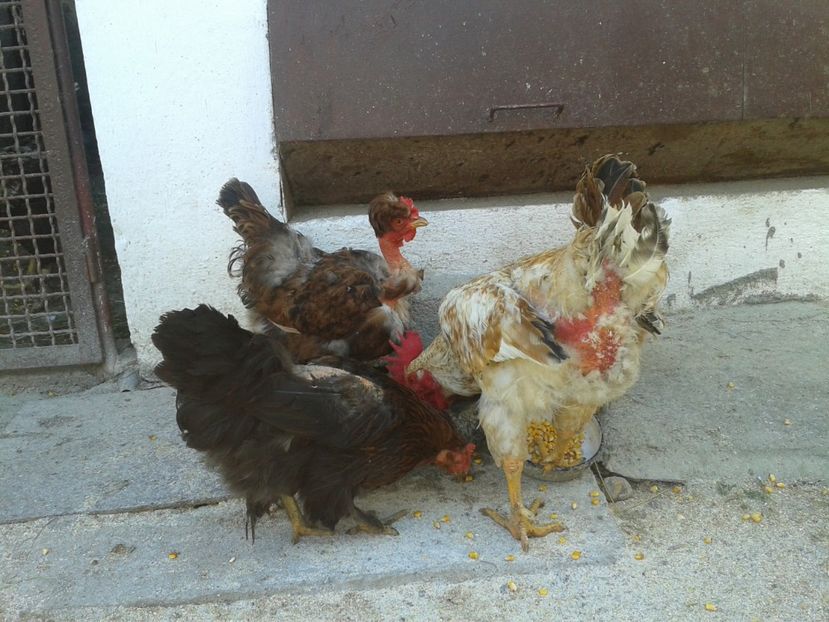  - 06 Gainet 6 august 2016