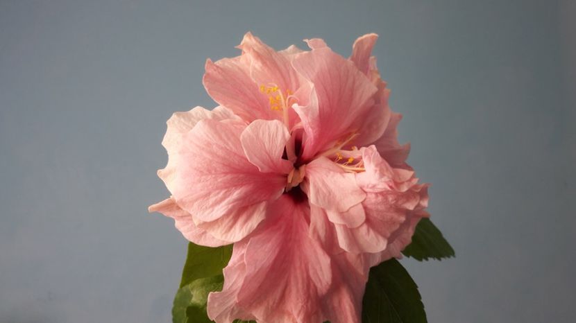 Hibiscus Classic Pink - HIBISCUS CLASSIC PINK