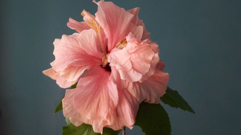  - HIBISCUS CLASSIC PINK