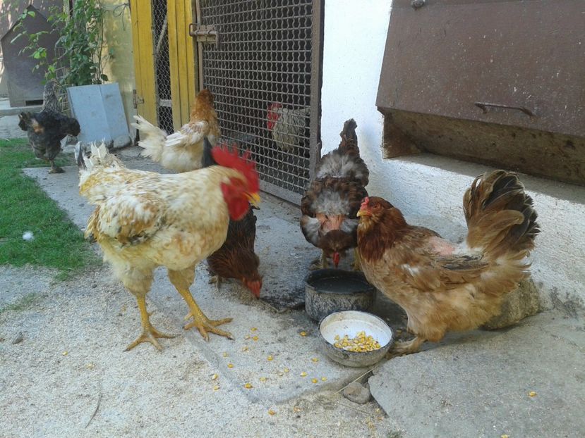  - 06 Gainet 6 august 2016