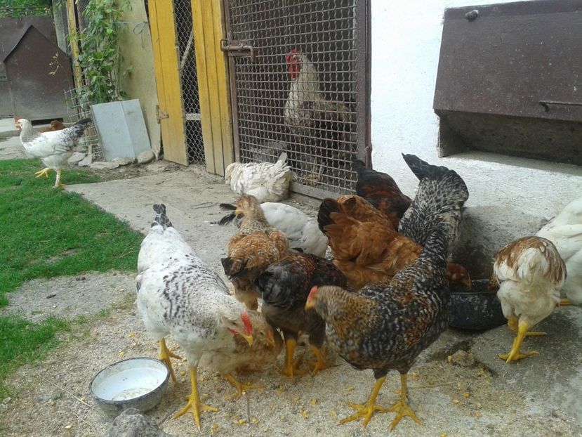  - 06 Gainet 6 august 2016