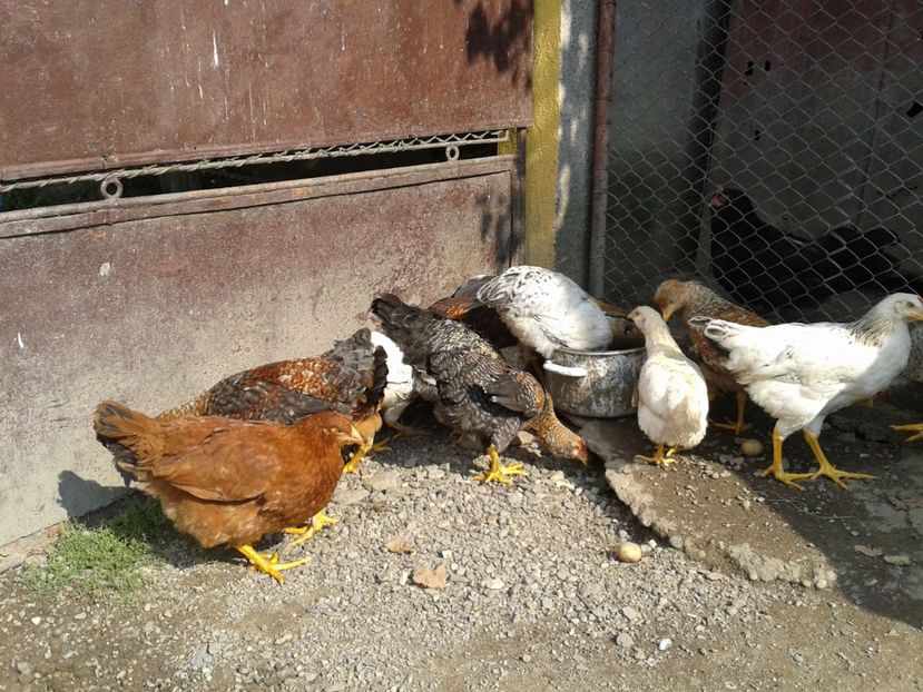  - 07 Gainet 10 august 2016