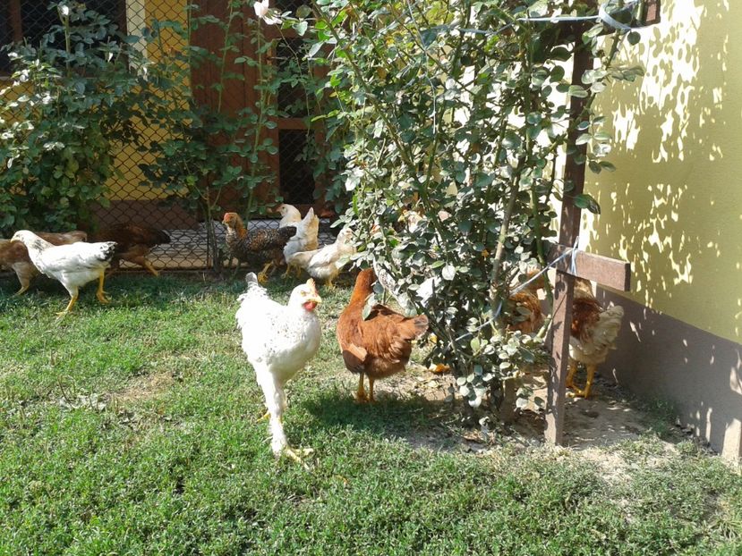  - 07 Gainet 10 august 2016