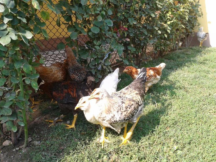  - 07 Gainet 10 august 2016