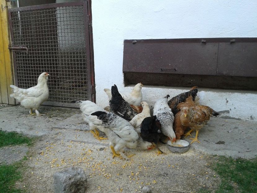  - 07 Gainet 10 august 2016