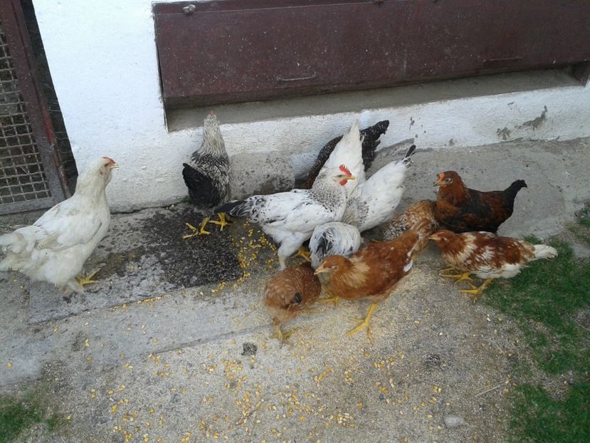  - 07 Gainet 10 august 2016