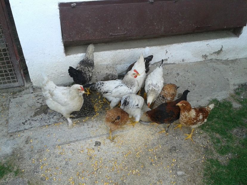  - 07 Gainet 10 august 2016