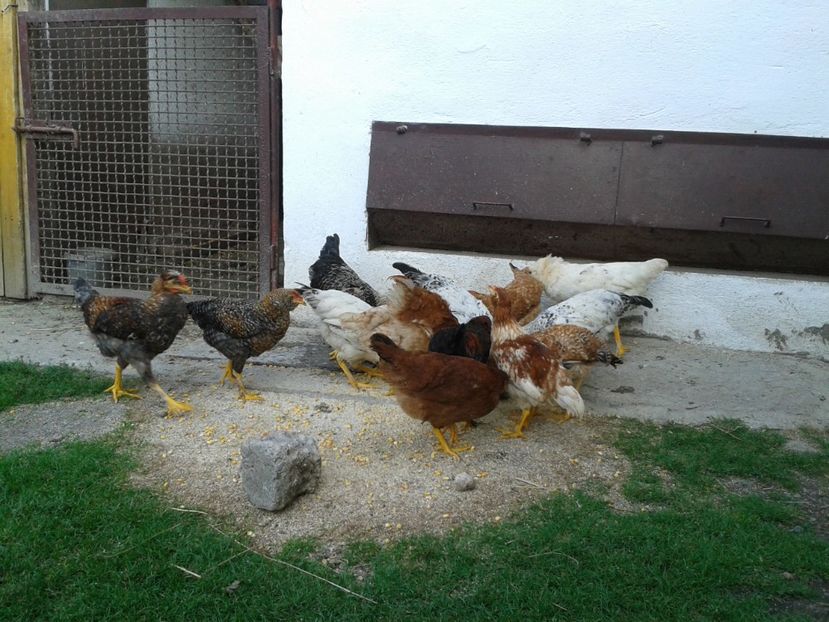  - 07 Gainet 10 august 2016