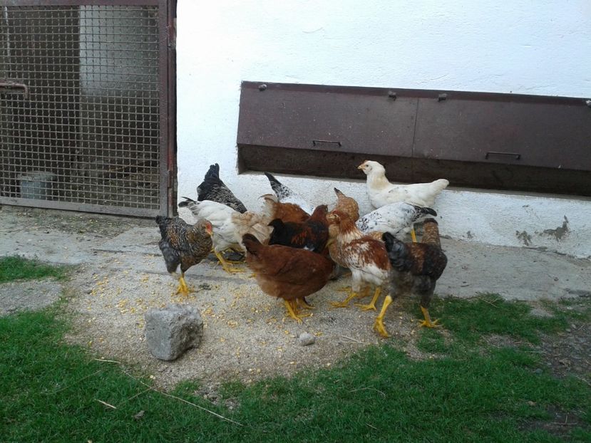  - 07 Gainet 10 august 2016