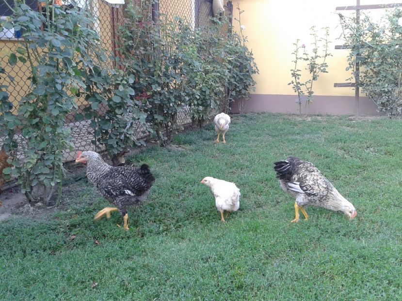  - 07 Gainet 10 august 2016