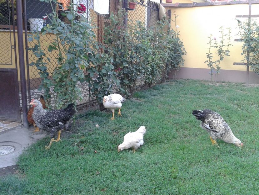  - 07 Gainet 10 august 2016