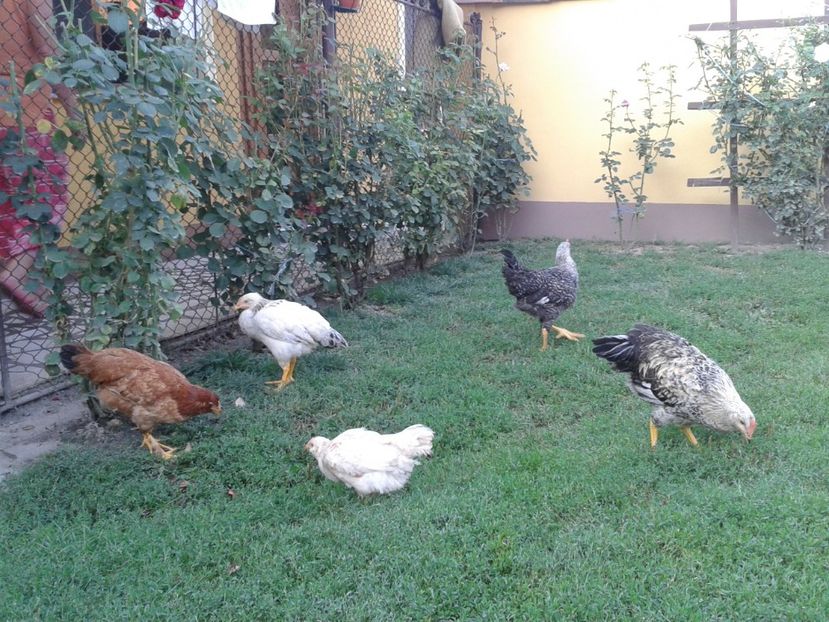  - 07 Gainet 10 august 2016