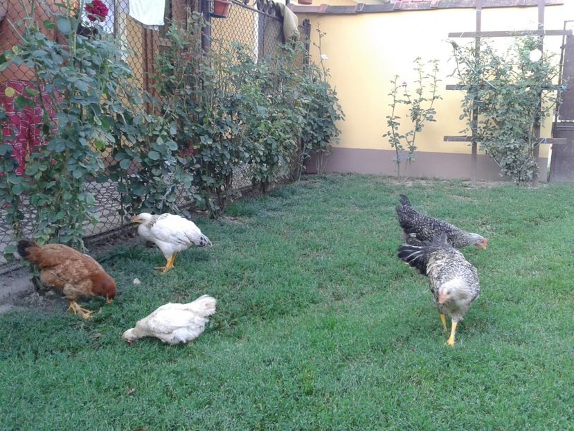  - 07 Gainet 10 august 2016