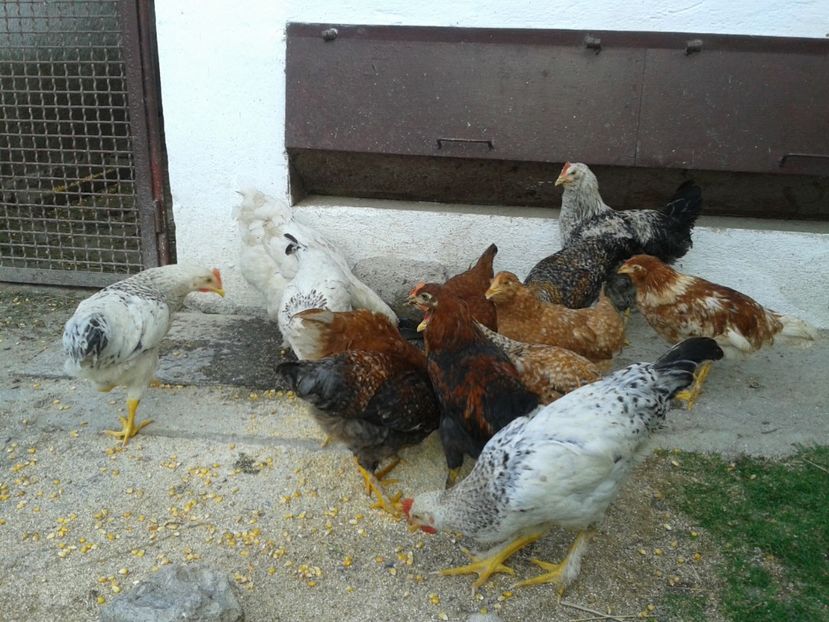  - 07 Gainet 10 august 2016