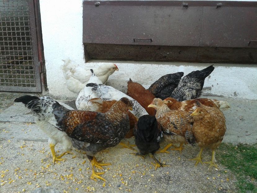  - 07 Gainet 10 august 2016