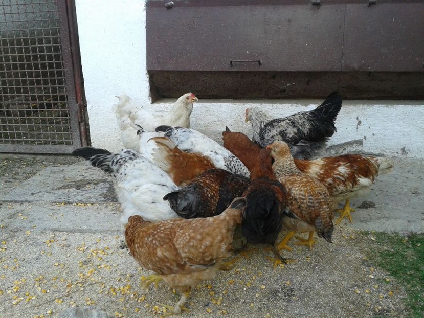  - 07 Gainet 10 august 2016