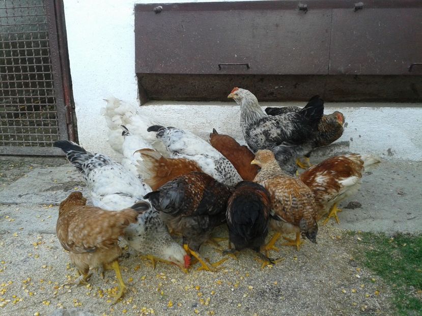  - 07 Gainet 10 august 2016