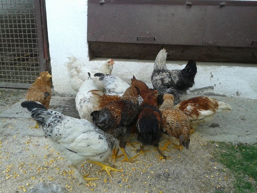  - 07 Gainet 10 august 2016