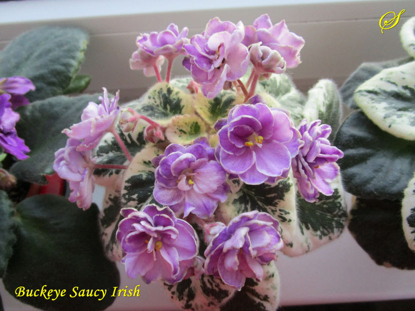 Buckeye Saucy Irish (21-03-2017) - Violete 2017