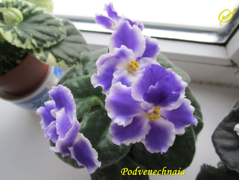 Podvenechnaia sp.(21-03-2017) - Violete 2017