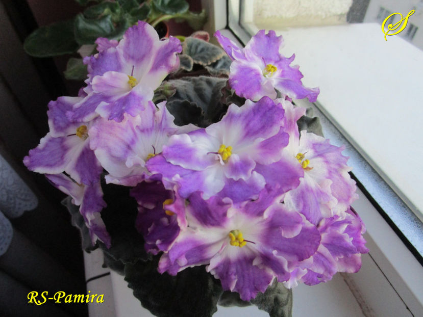 RS-Palmira(21-03-2017) - Violete 2017