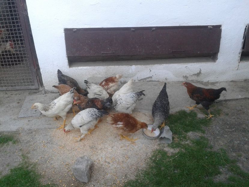  - 08 Gainet 14 august 2016