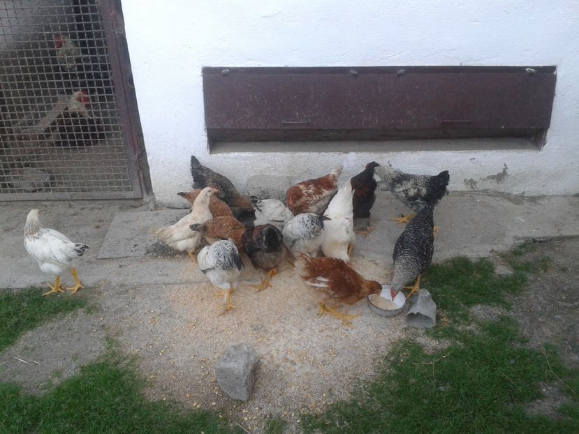  - 08 Gainet 14 august 2016