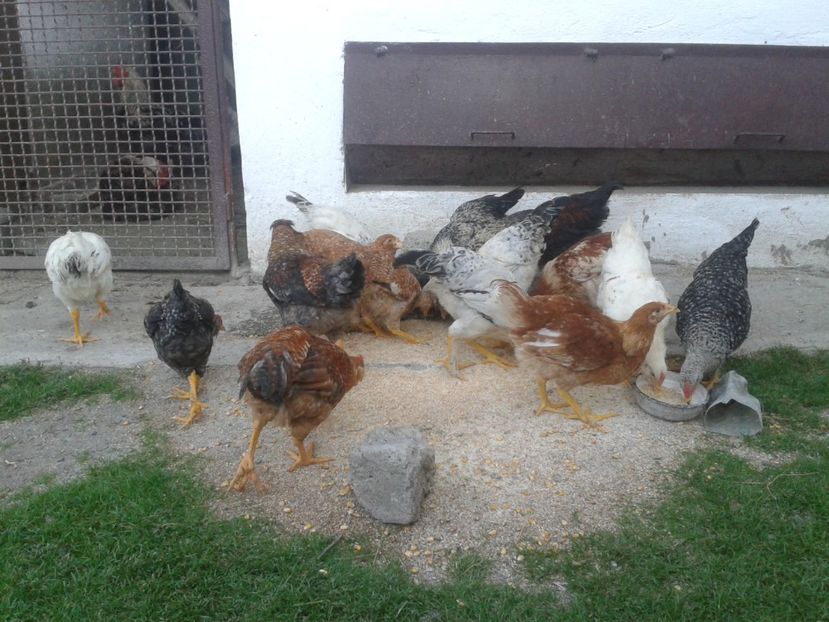  - 08 Gainet 14 august 2016