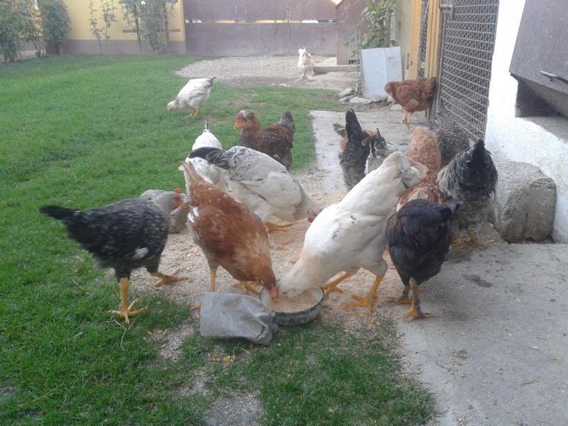  - 08 Gainet 14 august 2016