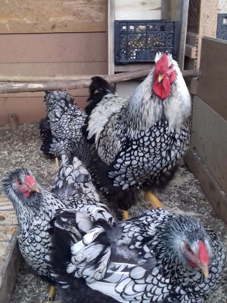  - WYANDOTTE ARGINTIU 2016-2017