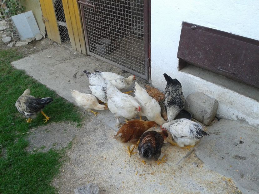  - 09 Gainet 15 august 2016