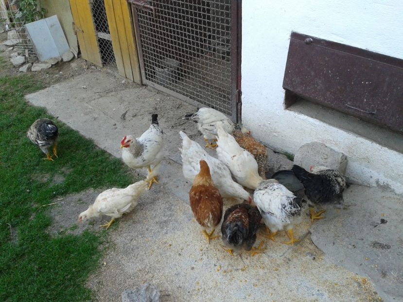  - 09 Gainet 15 august 2016