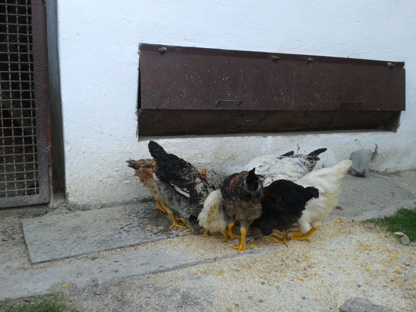  - 09 Gainet 15 august 2016