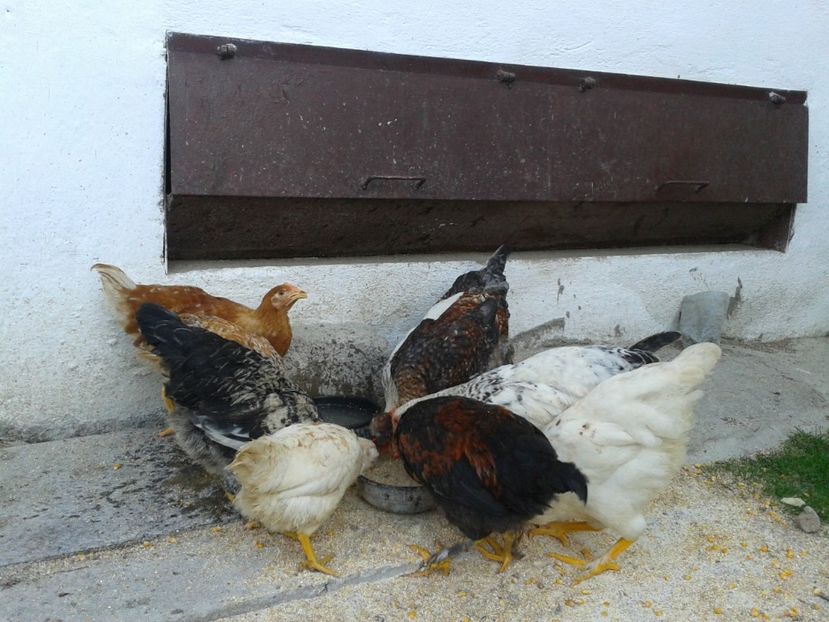  - 09 Gainet 15 august 2016