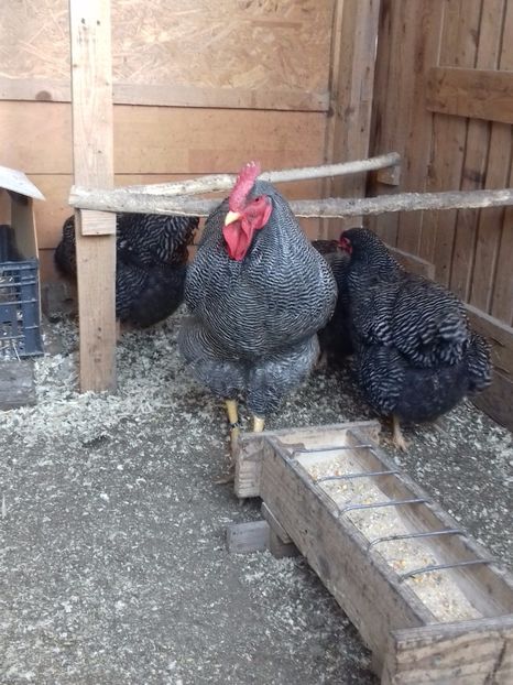  - PLYMOUTH ROCK-BARAT 2016-2017