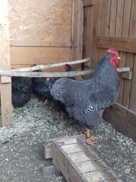  - PLYMOUTH ROCK-BARAT 2016-2017