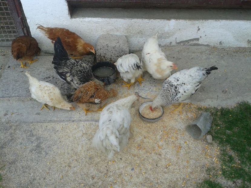  - 10 Gainet 16 august 2016