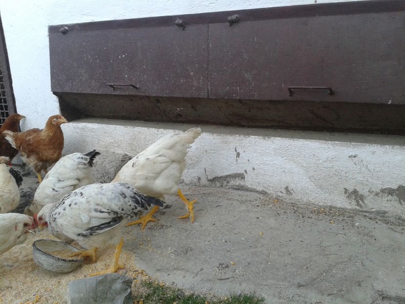  - 10 Gainet 16 august 2016